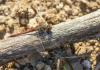 Sympetrum striolatum